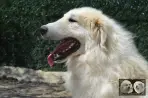 Patou à vendre - Vachgar de la Plaine d'Astrée