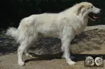 Patou à vendre - Vachgar de la Plaine d'Astrée