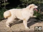 Val Fier de la Plaine d'Astrée Chien de Montagne des Pyrénées