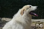 Patou a vendre - Val'mont blanc de la plaine d'astrée