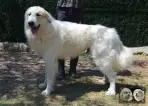 Patou a vendre - Val'mont blanc de la plaine d'astrée