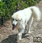 Patou a vendre - Val'mont blanc de la plaine d'astrée