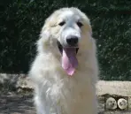 Patou a vendre - Val'mont blanc de la plaine d'astrée
