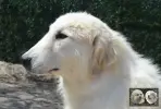 Patou à vendre - Van Gogh de la Plaine d'Astrée