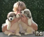 Vangelis et Valse chiots
