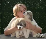 Vangelis et Valse chiots