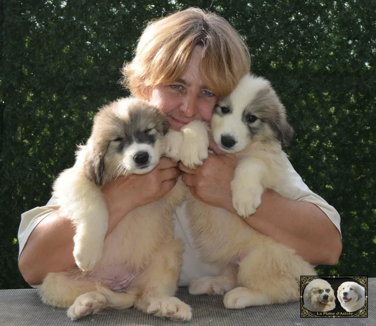 Vangelis et Valse chiots