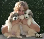 Vangelis et Valse chiots