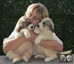 Vangelis et Valse chiots