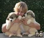 Vangelis et Valse chiots