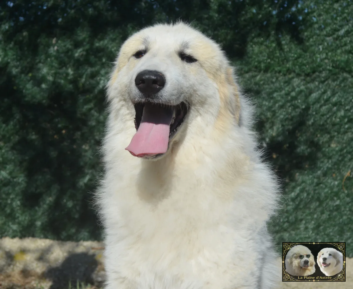 Patou à vendre - Vent d'est de la Plaine d'Astrée