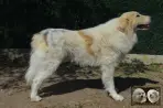Chien Patou Vexler de la Plaine d'Astrée