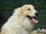 Chien Patou Vexler de la Plaine d'Astrée