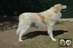 Chien Patou Vexler de la Plaine d'Astrée