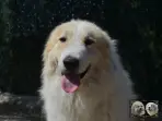 Chien Patou Vexler de la Plaine d'Astrée