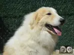Chien Patou Vexler de la Plaine d'Astrée
