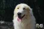 Chien Patou Vexler de la Plaine d'Astrée
