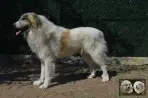 Chien Patou Vexler de la Plaine d'Astrée