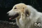 Chien Patou Vexler de la Plaine d'Astrée