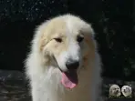 Chien Patou Vexler de la Plaine d'Astrée