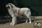 Chien Patou Vexler de la Plaine d'Astrée