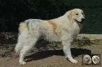 Chien Patou Vexler de la Plaine d'Astrée