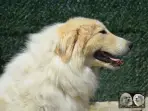 Chien Patou Vexler de la Plaine d'Astrée