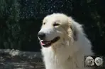Chien Patou Vexler de la Plaine d'Astrée