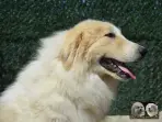 Chien Patou Vexler de la Plaine d'Astrée