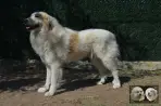 Chien Patou Vexler de la Plaine d'Astrée