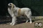 Chien Patou Vexler de la Plaine d'Astrée