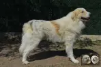 Chien Patou Vexler de la Plaine d'Astrée